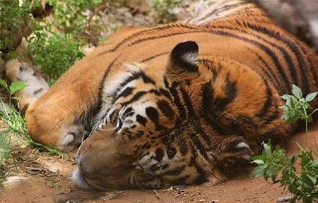 Tigre de Castelar
