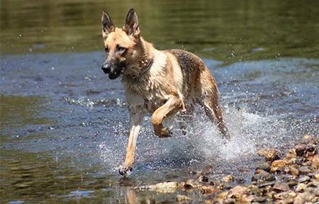 Perro corriendo por el río